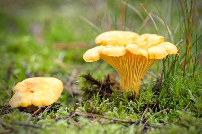 Chanterelle Forage Sunday 24th November 2024